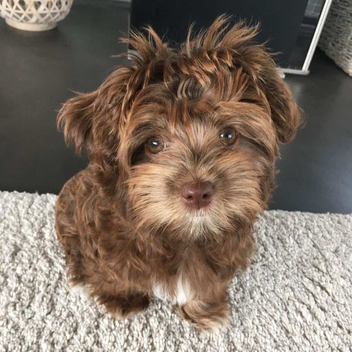 comprar cachorros sanos, baratos y asequibles para la venta